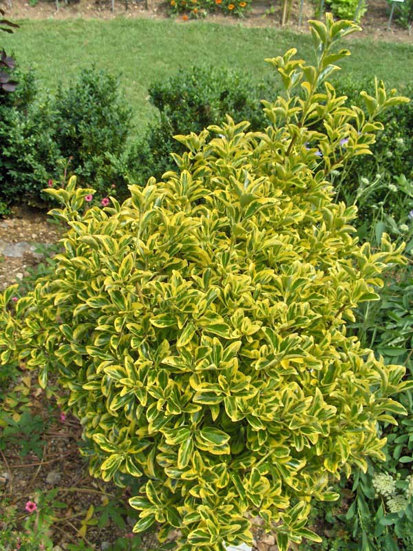 Vibrant yellow and green plant thriving in a sunny garden, surrounded by lush greenery