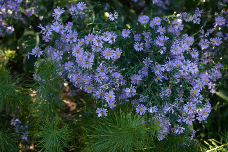 Fall Aster LilyVibrant bush of blue flowers surrounded by lush green leaves, creating a beautiful natural scene