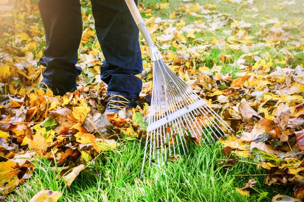 Person rakes colorful autumn leaves from the ground, enjoying a sunny day outdoors