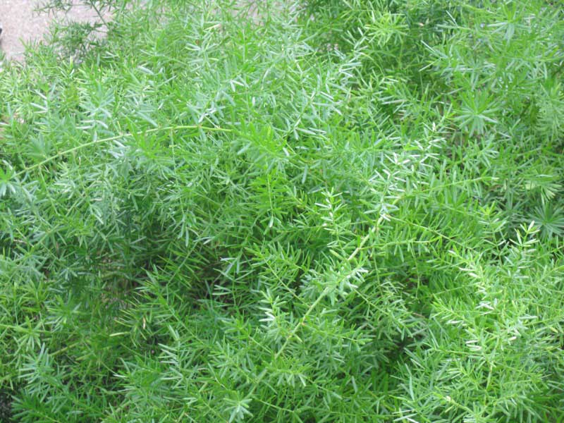 Vibrant green plant with lush leaves growing in rich soil, showcasing nature's beauty and vitality