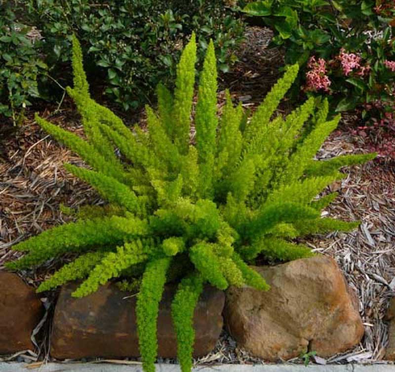 Vibrant green plant surrounded by colorful flowers and smooth rocks in a sunny garden setting