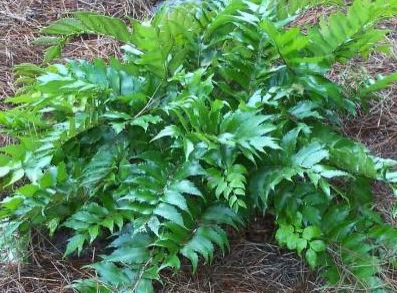 Lush fern plant thriving in the soil, showcasing its vibrant green fronds and natural beauty