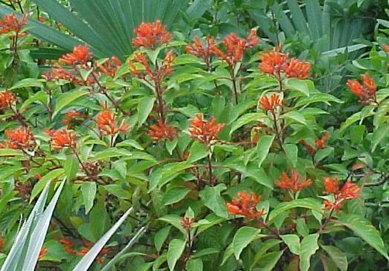 Vibrant plant with bright orange flowers blooming in a lush garden setting