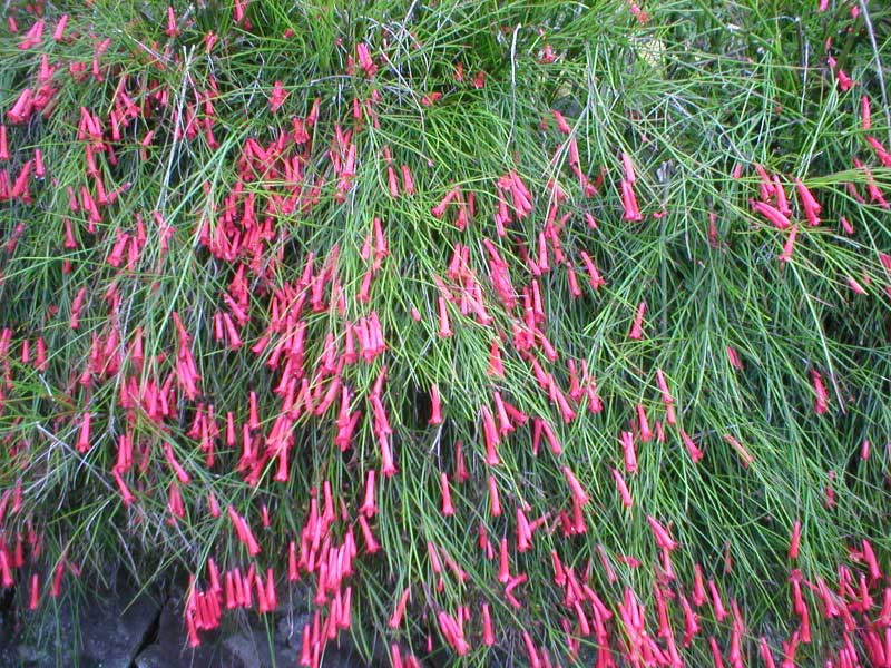 Vibrant bush covered in delicate pink flowers, adding a splash of color to the greenery around it