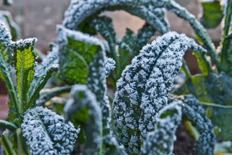 Frost delicately coats vibrant kale plants in a serene garden setting, showcasing nature's beauty