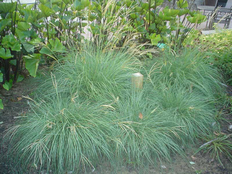 Vibrant green plant stands proudly in the center of a lush garden, surrounded by colorful flowers and greenery