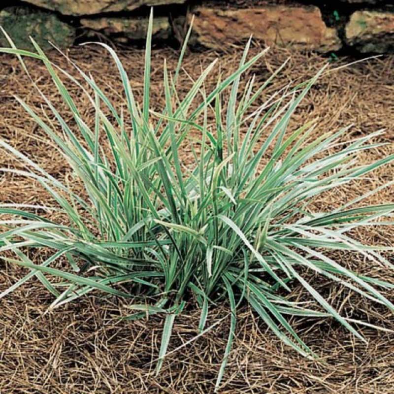 Vibrant green plant with lush leaves thriving in the soil, showcasing nature's beauty