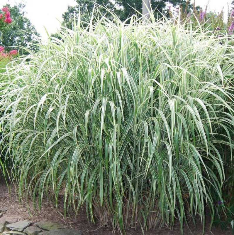 Large plant featuring long, flowing white grass swaying gently in the breeze under a clear sky