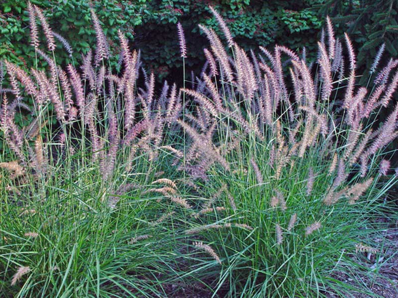 Tall grasses sway gently in a vibrant garden, adding a touch of nature's beauty to the scene