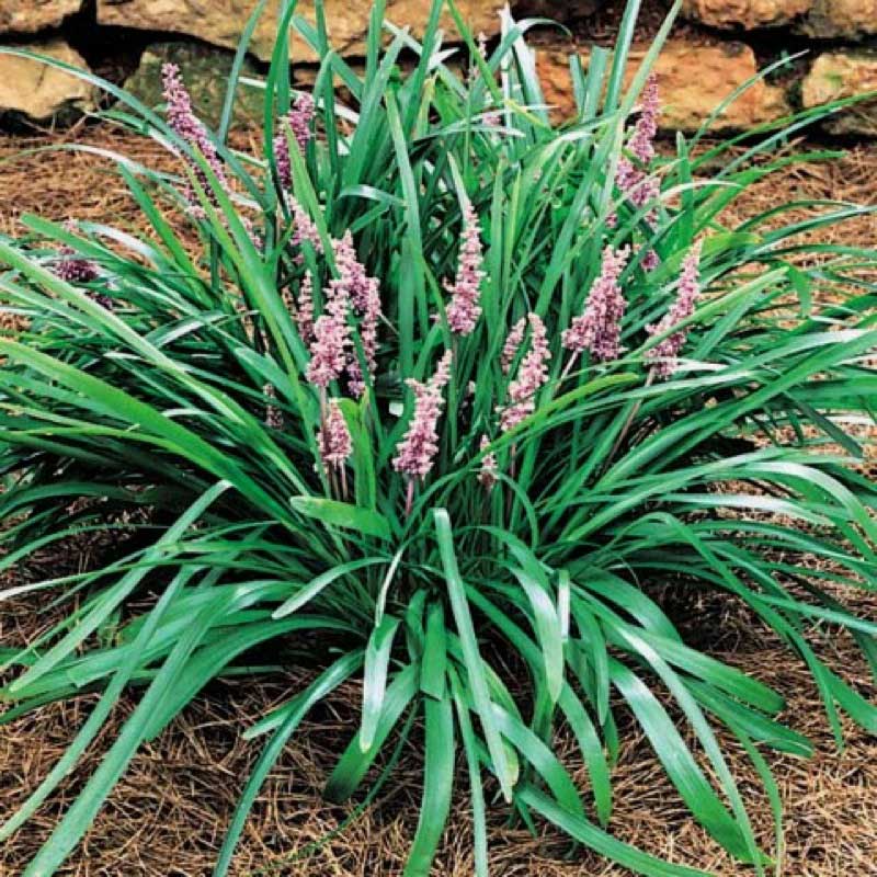 Vibrant plant with purple flowers blooming in the soil, adding color to the landscape