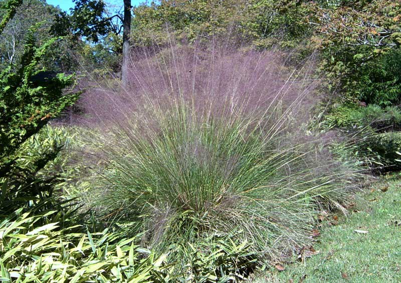 Vibrant purple grass plant stands out in a lush garden, adding a pop of color to the greenery