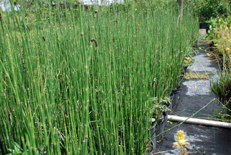 Tall grasses sway gently in a garden, creating a lush and vibrant natural backdrop