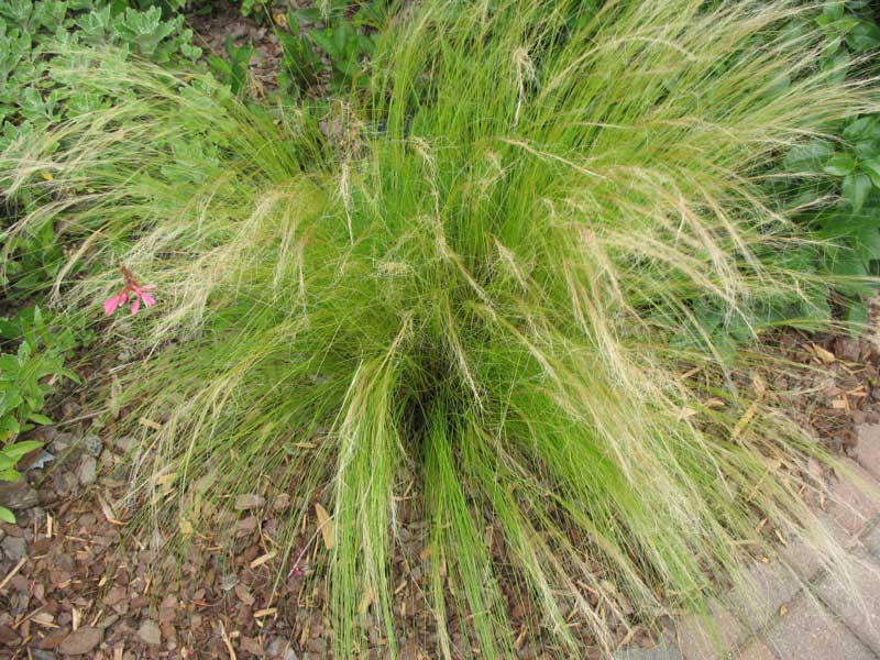 Vibrant grass plant featuring long, lush green leaves swaying gently in the breeze