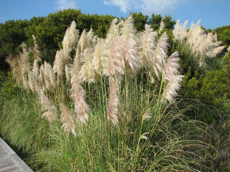 Pampas grasses sway gently alongside a wooden boardwalk, creating a serene natural scene