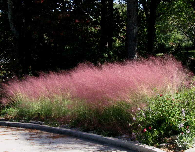 Pink grass swaying gently in front of a driveway, adding a pop of color to the scene