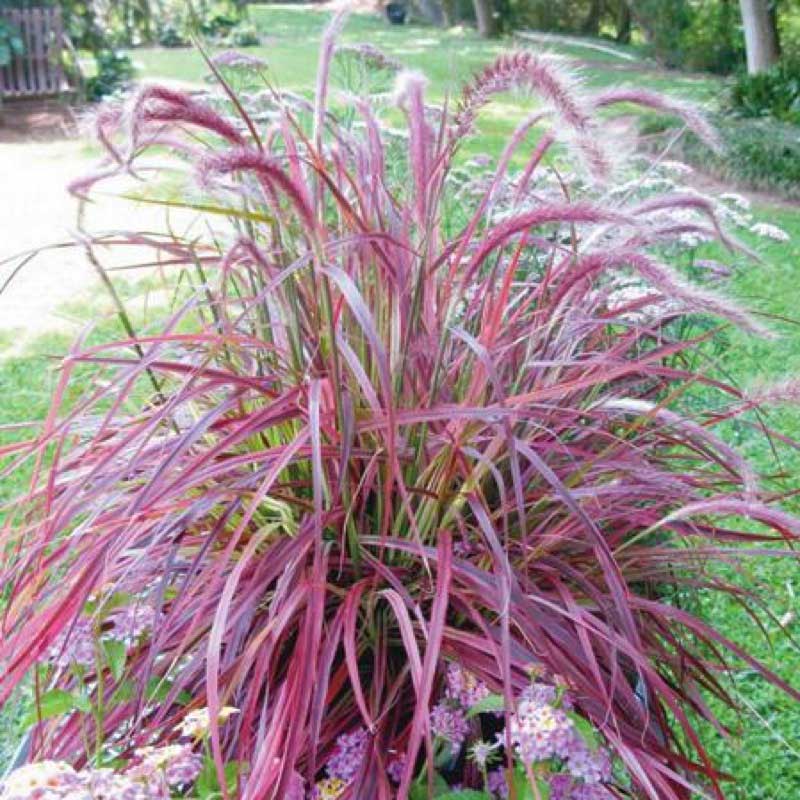 Large planter filled with vibrant purple and pink flowers, adding color to the space