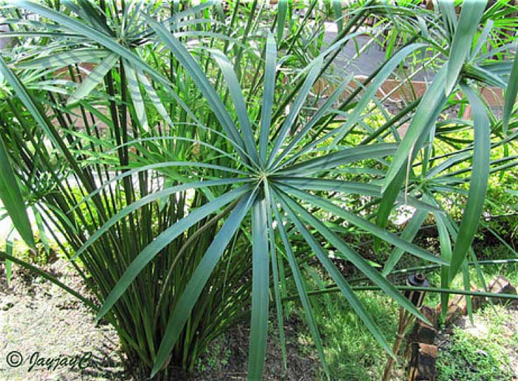 Tall palm tree with long, vibrant green leaves swaying gently in the breeze under a clear blue sky