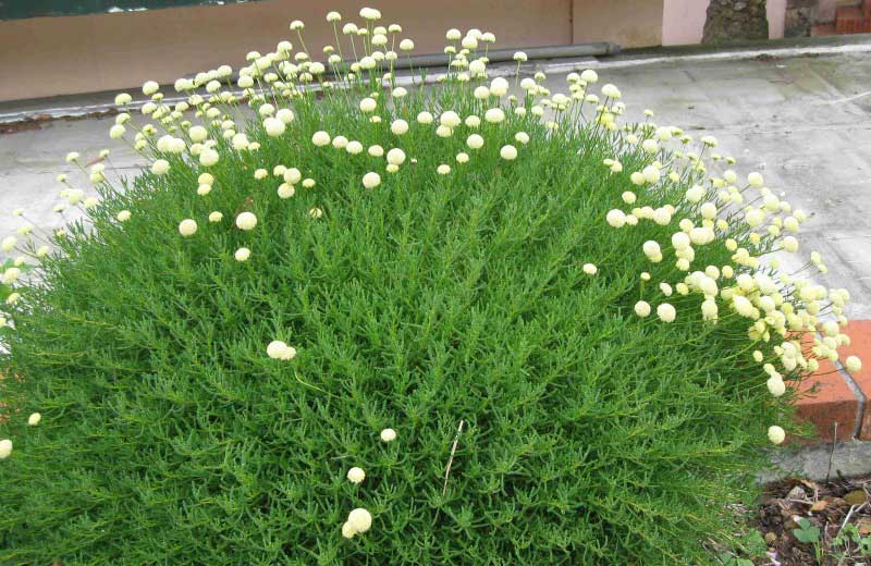 Bush covered in white flowers stands beautifully in front of a building, adding charm to the scene