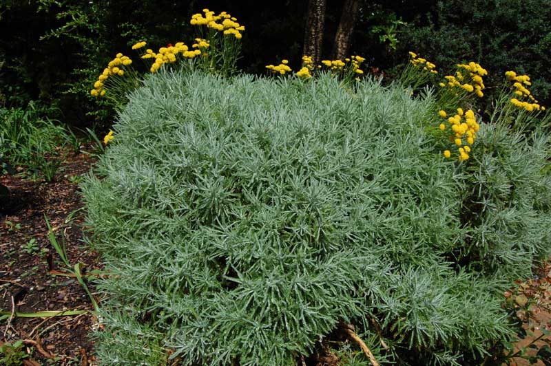 Vibrant plant with bright yellow flowers blooming in the center of a lush garden