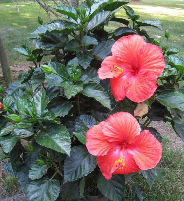 Large potted plant showcasing vibrant red flowers, adding a pop of color to any space