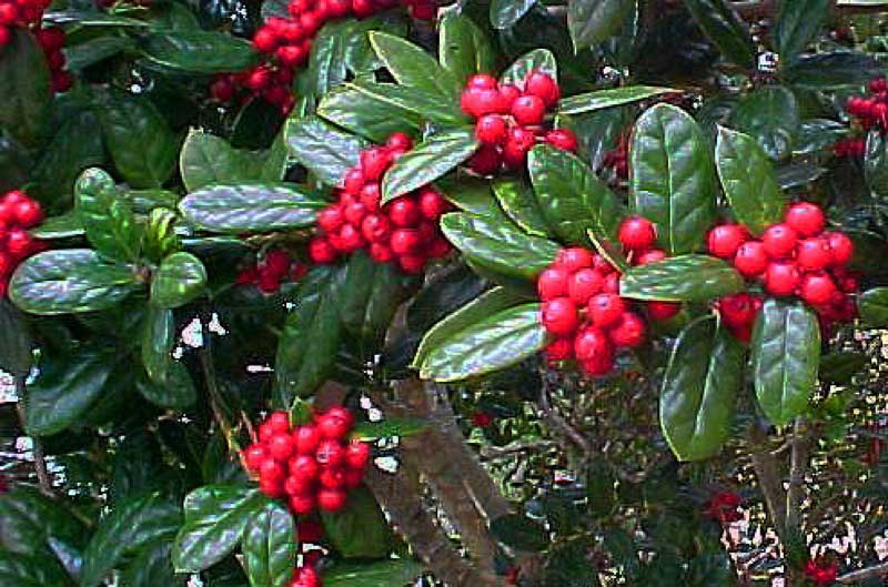 Vibrant bush filled with bright red berries nestled among lush green leaves