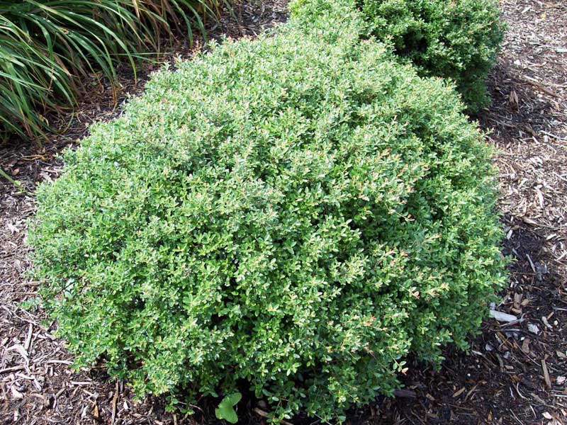 Lush green bush with vibrant leaves growing in the soil, adding a touch of nature to the landscape