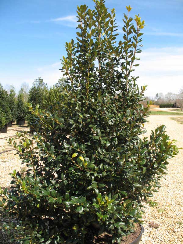 Small potted tree sits on the ground, adding a touch of greenery to the outdoor space