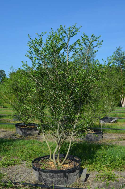 Small potted tree sits on a vibrant green field, adding a touch of nature to the landscape