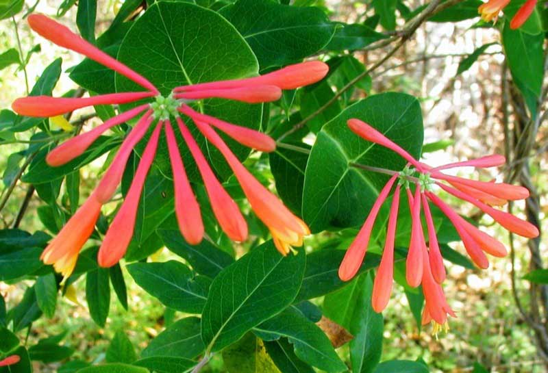 Bright red flowers bloom among lush green leaves, creating a vibrant and lively plant display