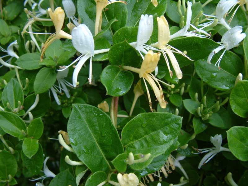 Bush adorned with vibrant white and yellow flowers, adding a splash of color to the greenery around it