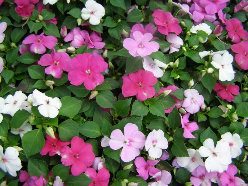 Close-up of vibrant pink and white flowers, showcasing their delicate petals and lush greenery