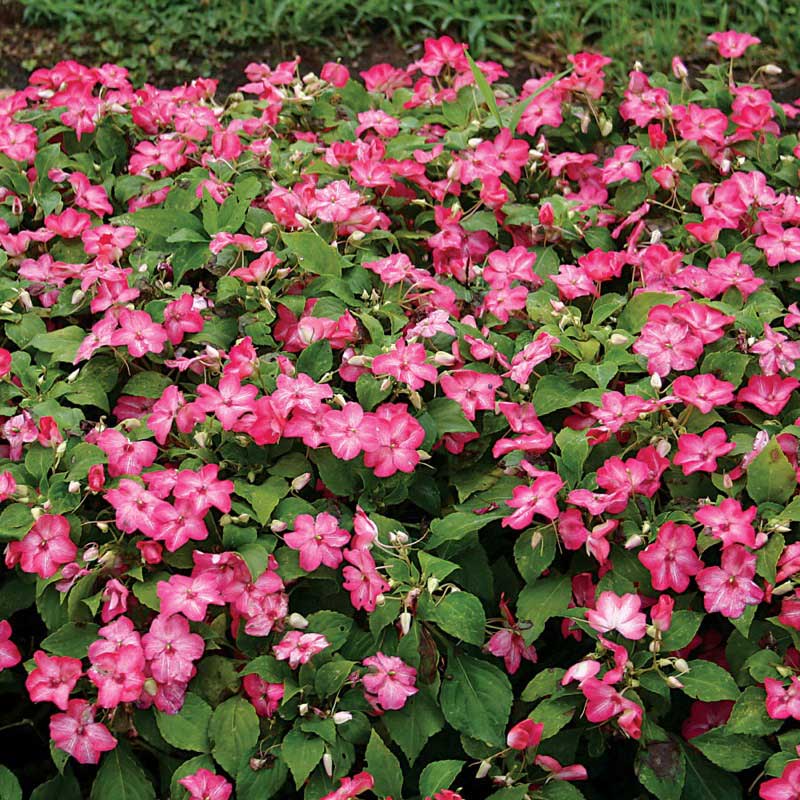 Vibrant bush filled with pink flowers surrounded by lush green leaves, creating a cheerful scene