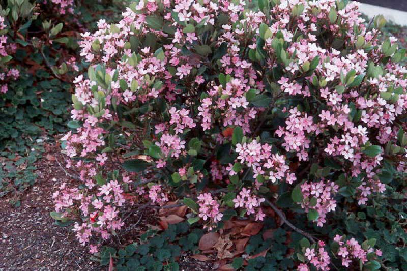 Bush with vibrant pink flowers blooming in front of a charming building