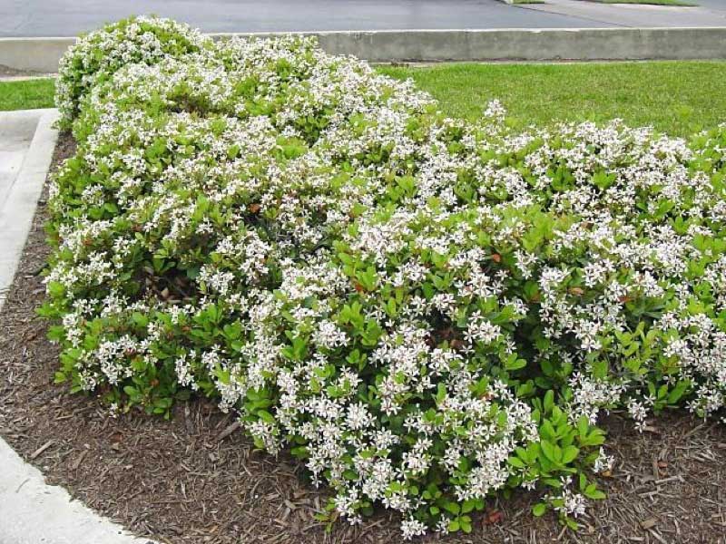 Bush covered in delicate white flowers sits right in front of a curb, adding beauty to the scene