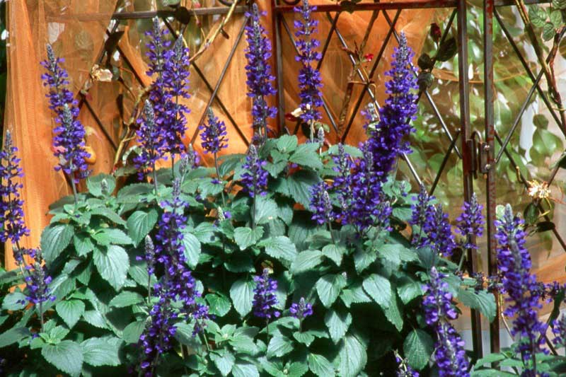 Vibrant plant with purple flowers stands out against a bright orange fence in the background