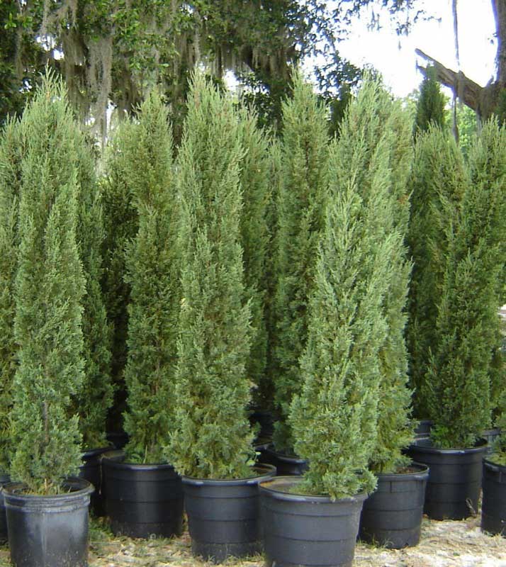 Collection of trees neatly arranged in black plastic pots, ready for planting or sale