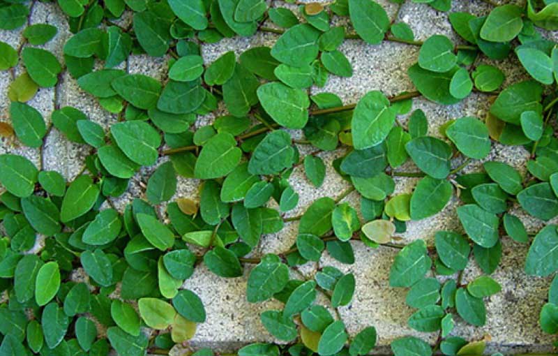 Close-up view of a wall lushly covered in vibrant green leaves, showcasing nature's beauty