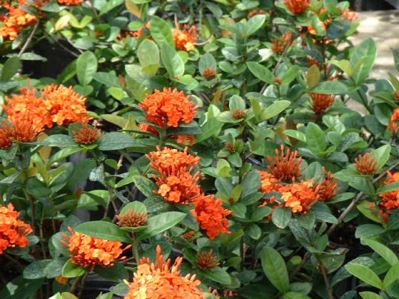 Bright orange flowers bloom vibrantly in a lush garden, adding a cheerful touch to the scenery