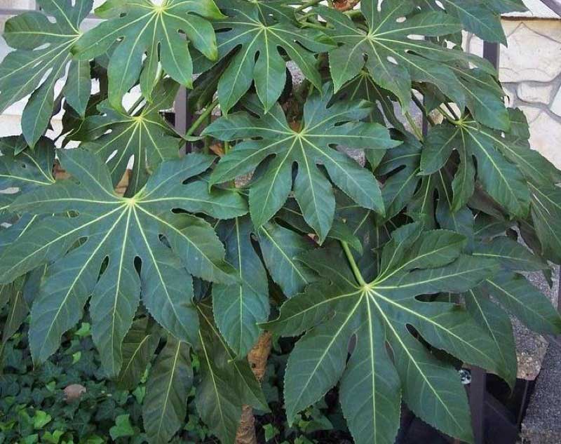 Large, lush green plant with numerous broad leaves, creating a vibrant and tropical atmosphere