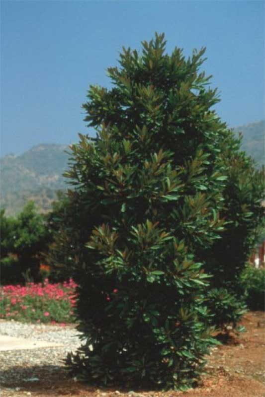 Large tree with lush green leaves stands proudly in the center of a gravel road