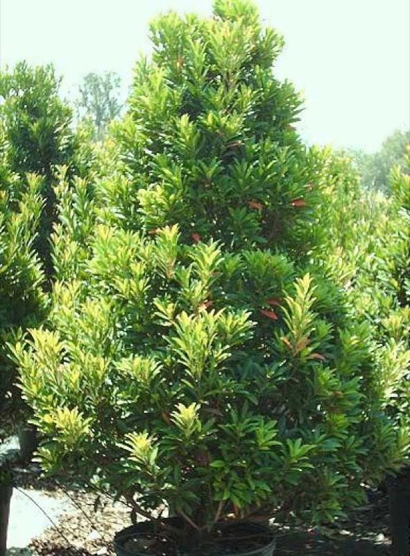 Large potted tree with lush green leaves, adding a touch of nature to the indoor space