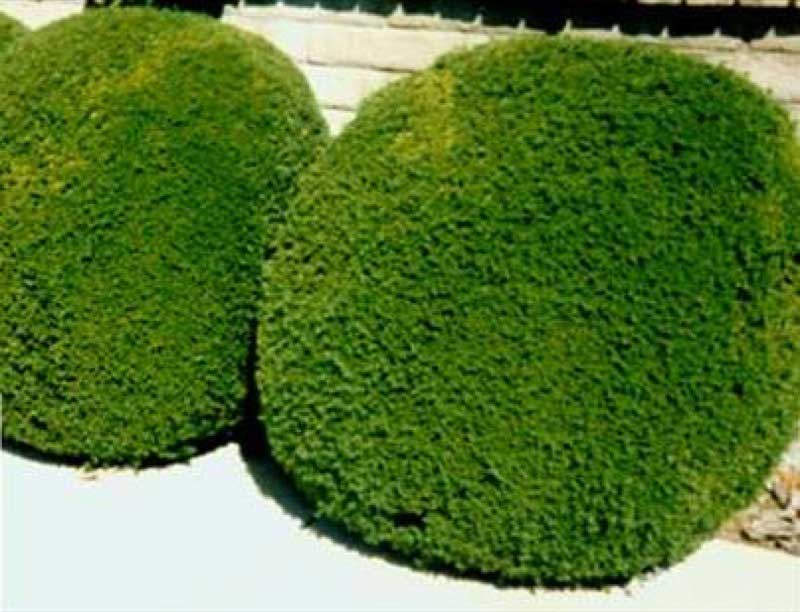 Two large green bushes in front of a house, adding a touch of nature to the home’s exterior