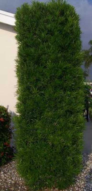 Tall green hedge stands proudly in front of a charming house, adding a touch of nature to the scene