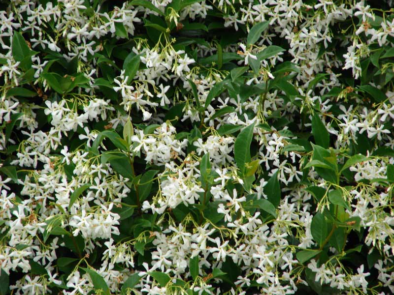 Bush adorned with delicate white flowers surrounded by vibrant green leaves, creating a fresh, natural look