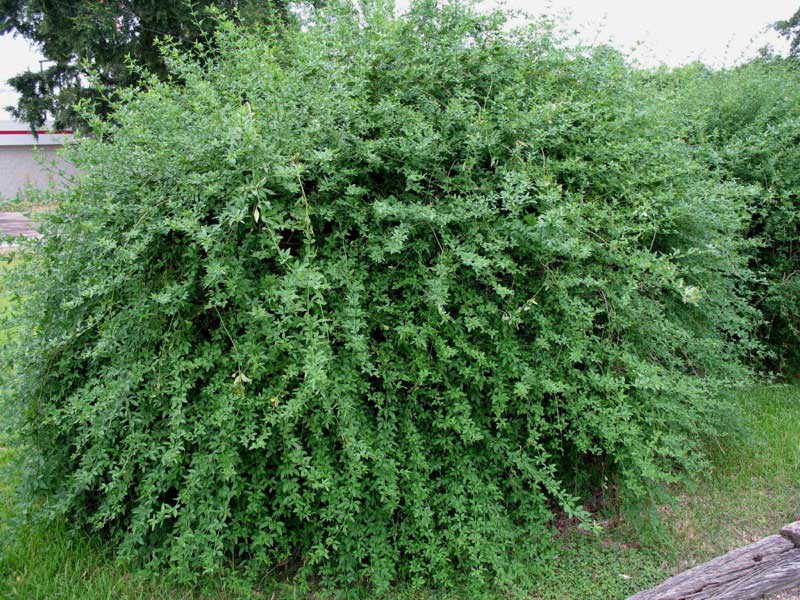 Lush green bush filled with vibrant leaves, nestled among the grass in a sunny outdoor setting