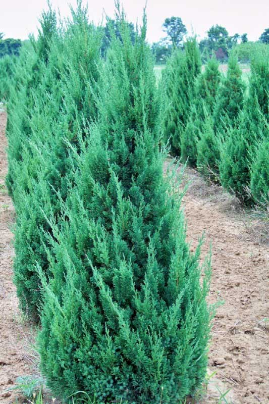 Serene field featuring a row of tall evergreen trees standing proudly against the sky