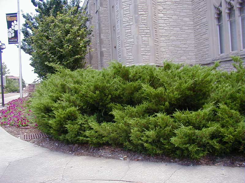 Bush stands in front of a building, adding greenery to the urban landscape