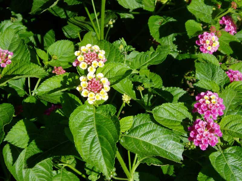 Lantana flowers in pink and white hues, showcasing vibrant petals and lush green leaves in a sunny garden setting