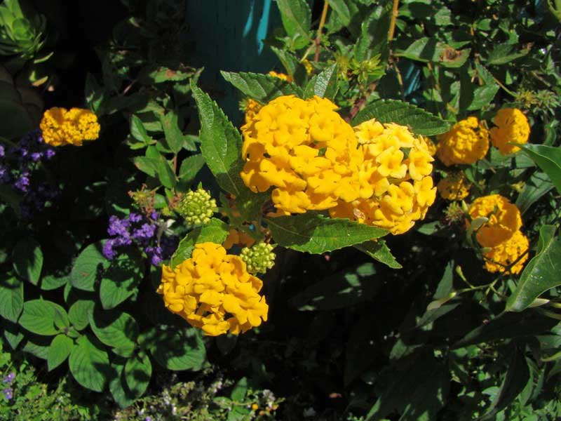 Bright yellow lantana flowers blooming in a vibrant garden, adding a cheerful touch to the landscape