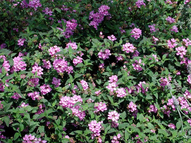 Vibrant bush filled with pink flowers surrounded by lush green leaves, creating a cheerful scene